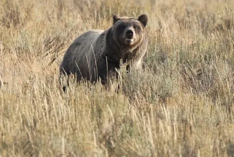 Backpacker Injured by Bear in Wilderness Area Transported to Hospital